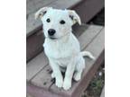 Adopt Karoo a Australian Cattle Dog / Retriever (Unknown Type) / Mixed dog in