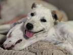 Adopt Nyiri a Australian Cattle Dog / Retriever (Unknown Type) / Mixed dog in