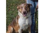 Adopt Amos a Red/Golden/Orange/Chestnut - with White Collie / Mutt / Mixed dog