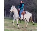 Adopt Curious a White Thoroughbred horse in GRANBURY, TX (40332574)