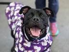 Adopt Onyx a Mixed Breed (Medium) / Mixed dog in Brooklyn, NY (39796732)