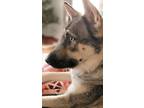 Adopt Princess Z a Brown/Chocolate - with Tan German Shepherd Dog / Siberian