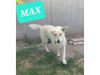 Adopt Max a Tan/Yellow/Fawn Goldendoodle / Mixed Breed (Medium) dog in Phoenix