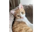 Adopt Patrick a Orange or Red (Mostly) Domestic Shorthair / Mixed cat in