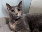 Adopt Spicy a American Shorthair / Mixed cat in Niles, MI (39919134)