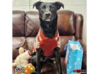 Adopt Radley a Mixed Breed (Medium) / Mixed dog in Maryville, TN (39937708)