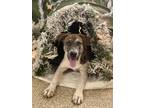 Adopt Tonka a Brown/Chocolate Australian Cattle Dog / Mixed dog in Grove