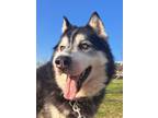 Adopt Bryce (S. Korea) hz a Alaskan Malamute dog in Langley, BC (40321956)