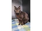 Adopt 5913 (Jonah) a All Black Domestic Shorthair / Mixed (short coat) cat in