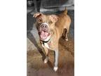Adopt Buko a Tan/Yellow/Fawn American Pit Bull Terrier / Mixed Breed (Medium) /