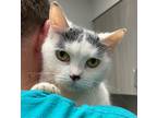 Adopt Petunia a White Domestic Shorthair / Domestic Shorthair / Mixed cat in