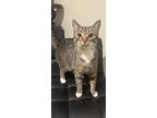 Adopt Tulip a Gray or Blue (Mostly) American Shorthair / Mixed (short coat) cat