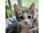 Adopt Jean a Gray or Blue Domestic Shorthair / Domestic Shorthair / Mixed cat in