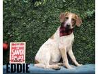 Adopt Ed a Mixed Breed (Medium) / Mixed dog in Heber, UT (39468550)