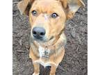 Adopt Nico a Red/Golden/Orange/Chestnut - with Black Cattle Dog / Mixed dog in