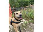 Adopt Leeroy a Tan/Yellow/Fawn Mountain Cur / Mixed dog in Austin, TX (40323247)
