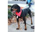 Adopt Barney a Hound (Unknown Type) dog in Fairfax Station, VA (35226864)