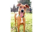 Adopt River Dog a Greyhound dog in Fairfax Station, VA (30365291)