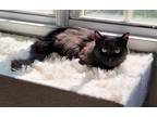 Adopt Puff a Domestic Mediumhair cat in Fairfax Station, VA (38606134)