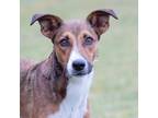 Adopt Star a Brown/Chocolate - with White Mixed Breed (Medium) / Mixed dog in