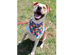 Adopt Rizzo a White - with Red, Golden, Orange or Chestnut Catahoula Leopard Dog