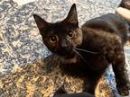 Adopt Vixtoria a Tortoiseshell Domestic Shorthair cat in Arlington/Ft Worth