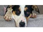 Adopt Honey a Bernese Mountain Dog / Hound (Unknown Type) dog in Jemison