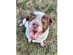 Adopt 83462 Geneva a Brown/Chocolate Australian Cattle Dog / Mixed dog in