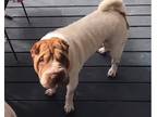 Adopt MR.MAGOO a Red/Golden/Orange/Chestnut - with White Shar Pei / Mixed dog in