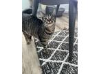 Adopt TARJEI a Brown Tabby Domestic Shorthair / Mixed (short coat) cat in