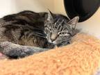 Adopt Abbie a Domestic Shorthair / Mixed (short coat) cat in Portsmouth