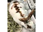 Adopt Cece a White American / American / Mixed rabbit in Fairfax, VA (35812289)