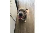 Adopt Kade a Gray/Silver/Salt & Pepper - with White Pit Bull Terrier / Mixed dog