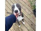 Adopt Gracie a Gray/Silver/Salt & Pepper - with White Pit Bull Terrier / Mixed