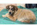 Adopt Nicoise a Australian Shepherd / Mixed dog in Fort Lupton, CO (40060953)