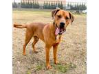 Adopt Vigo a Red/Golden/Orange/Chestnut Hound (Unknown Type) / Mixed dog in