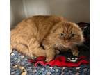Adopt Ginger FIV+ a Orange or Red Domestic Shorthair / Domestic Shorthair /
