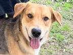 Adopt Doug a Red/Golden/Orange/Chestnut Mixed Breed (Large) / Mixed dog in