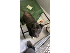 Adopt Rango a Black Mixed Breed (Large) / Mixed dog in Savannah, TN (40312273)