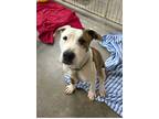 Adopt Link a White American Pit Bull Terrier / Mixed Breed (Medium) / Mixed