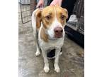Adopt Kaspi a Mixed Breed (Medium) / Mixed dog in Jonesboro, AR (40311818)