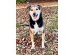 Adopt Lily a Black - with Tan, Yellow or Fawn Mixed Breed (Medium) / Mixed dog