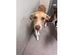 Adopt Gus 29102 a Brindle Pit Bull Terrier dog in Joplin, MO (40311640)
