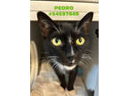 Adopt Pedro - Stray a All Black Domestic Shorthair / Mixed Breed (Medium) /