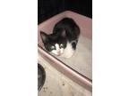 Adopt Shiraz a All Black Domestic Shorthair / Domestic Shorthair / Mixed cat in