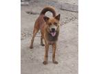 Adopt Clifford a Red/Golden/Orange/Chestnut Chow Chow / Mixed dog in Wallis