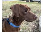 Adopt Ginger a Patterdale Terrier (Fell Terrier) / Pointer dog in Catoosa