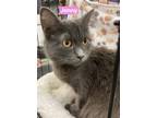 Adopt Jenny a Gray or Blue Domestic Longhair / Domestic Shorthair / Mixed cat in