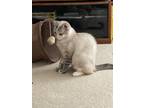 Adopt NC - CP Sapphire a Cream or Ivory (Mostly) Siamese / Mixed (medium coat)