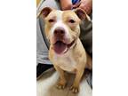 Adopt Izzy a Tan/Yellow/Fawn - with White Pit Bull Terrier / Mixed Breed